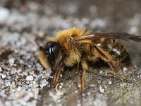 Andrena praecox 3, Vroege zandbij, Saxifraga-Lieven Decrick