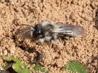 Andrena vaga 21, Grijze zandbij, Saxifraga-Luc Hoogenstein