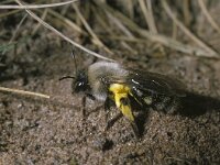 Andrena vaga 3, Grijze zandbij, female, Saxifraga-Pieter van Breugel