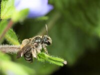 Andrena viridescens 2, Groene zandbij, Saxifraga-Lieven Decrick