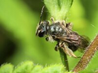 Andrena viridescens 3, Groene zandbij, Saxifraga-Lieven Decrick