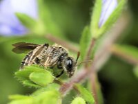Andrena viridescens 4, Groene zandbij, Saxifraga-Lieven Decrick