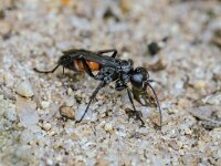 Anoplius infuscatus 2, Gewone borstelspinnendoder, Saxifraga-Bart Heijne : 2024, Anoplius infuscatus, Ede, Edesche heide, Hymenoptera, Pompilidae, augustus, gewone borstelspinnendoder, insect, zomer