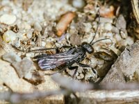 Anoplius infuscatus 3, Gewone borstelspinnendoder, Saxifraga-Bart Heijne : 2024, Anoplius infuscatus, Ede, Edesche heide, Hymenoptera, Pompilidae, augustus, gewone borstelspinnendoder, insect, zomer