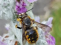 Anthidium manicatum 16, Grote wolbij, Saxifraga-Ben Delbaere