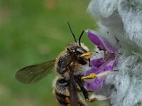 Anthidium manicatum 17, Grote wolbij, Saxifraga-Ben Delbaere