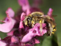 Anthidium manicatum 19, Grote wolbij, Saxifraga-Lieven Decrick