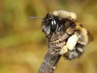 Anthophora plumipes 15, Gewone sachembij, Saxifraga-Lieven Decrick