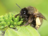 Anthophora plumipes 16, Gewone sachembij, Saxifraga-Lieven Decrick