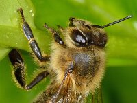 Apis mellifera 17, Honingbij, Saxifraga-Ab H Baas
