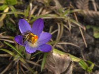 Apis mellifera 40, Honingbij, Saxifraga-Jan van der Straaten
