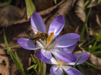 Apis mellifera 42, Honingbij, Saxifraga-Jan van der Straaten