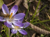 Apis mellifera 43, Honingbij, Saxifraga-Jan van der Straaten