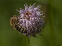 Apis mellifera 45, Honingbij, Saxifraga-Jan van der Straaten