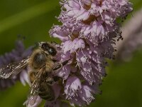 Apis mellifera 49, Honingbij, Saxifraga-Jan van der Straaten