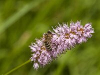 Apis mellifera 50, Honingbij, Saxifraga-Jan van der Straaten