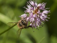 Apis mellifera 52, Honingbij, Saxifraga-Jan van der Straaten