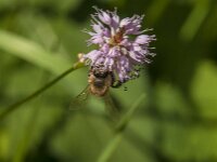 Apis mellifera 53, Honingbij, Saxifraga-Jan van der Straaten