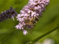 Apis mellifera 55, Honingbij, Saxifraga-Jan van der Straaten