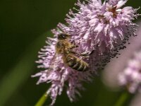 Apis mellifera 57, Honingbij, Saxifraga-Jan van der Straaten