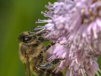 Apis mellifera 58, Honingbij, Saxifraga-Jan van der Straaten
