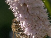 Apis mellifera 59, Honingbij, Saxifraga-Jan van der Straaten