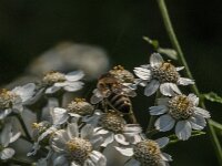 Apis mellifera 61, Honingbij, Saxifraga-Jan van der Straaten