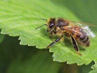 Apis mellifera 62, Honingbij, Saxifraga-Lieven Decrick