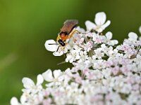 Athalia rosae 10, Knollenbladwesp, Saxifraga-Tom Heijnen