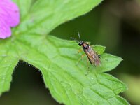 Athalia rosae 13, Knollenbladwesp, Saxifraga-Tom Heijnen