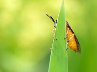 Athalia rosae 15, Knollenbladwesp, Saxifraga-Tom Heijnen