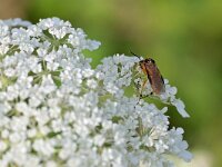 Athalia rosae 17, Knollenbladwesp, Saxifraga-Tom Heijnen