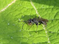 Auplopus carbonarius 1, Urntjesspinnendoder, Saxifraga-Tom Heijnen