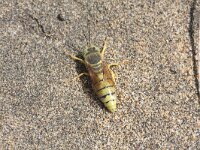 Bembix flavescens 2, Saxifraga-Rutger Barendse