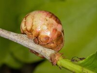 Biorhiza pallida 4, Aardappelgalwesp, Saxifraga-Ab H Baas