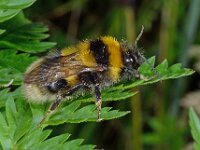 Bombus hortorum 3, Tuinhommel, Saxifraga-Ab H Baas