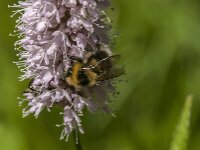 Bombus hortorum 7, Tuinhommel, Saxifraga Jan van der Straaten