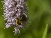 Bombus hortorum 9, Tuinhommel, Saxifraga-Jan van der Straaten