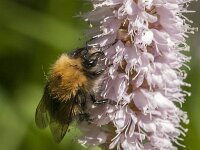 Bombus hypnorum 12, Boomhommel, Saxifraga-Jan van der Straaten