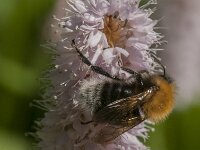 Bombus hypnorum 13, Boomhommel, Saxifraga-Jan van der Straaten