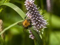 Bombus hypnorum 15, Boomhommel, Saxifraga-Jan van der Straaten