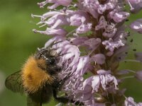 Bombus hypnorum 16, Boomhommel, Saxifraga-Jan van der Straaten
