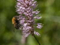 Bombus hypnorum 17, Boomhommel, Saxifraga-Jan van der Straaten