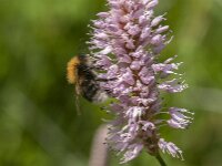 Bombus hypnorum 18, Boomhommel, Saxifraga-Jan van der Straaten