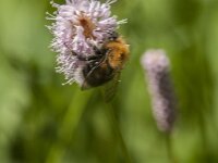 Bombus hypnorum 20, Boomhommel, Saxifraga-Jan van der Straaten