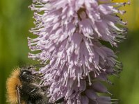 Bombus hypnorum 22, Boomhommel, Saxifraga-Jan van der Straaten