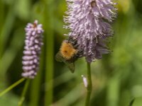 Bombus hypnorum 23, Boomhommel, Saxifraga-Jan van der Straaten