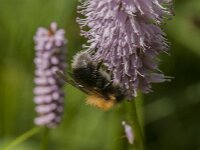 Bombus hypnorum 24, Boomhommel, Saxifraga-Jan van der Straaten