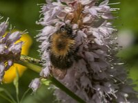 Bombus hypnorum 26, Boomhommel, Saxifraga-Jan van der Straaten