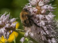Bombus hypnorum 27, Boomhommel, Saxifraga-Jan van der Straaten